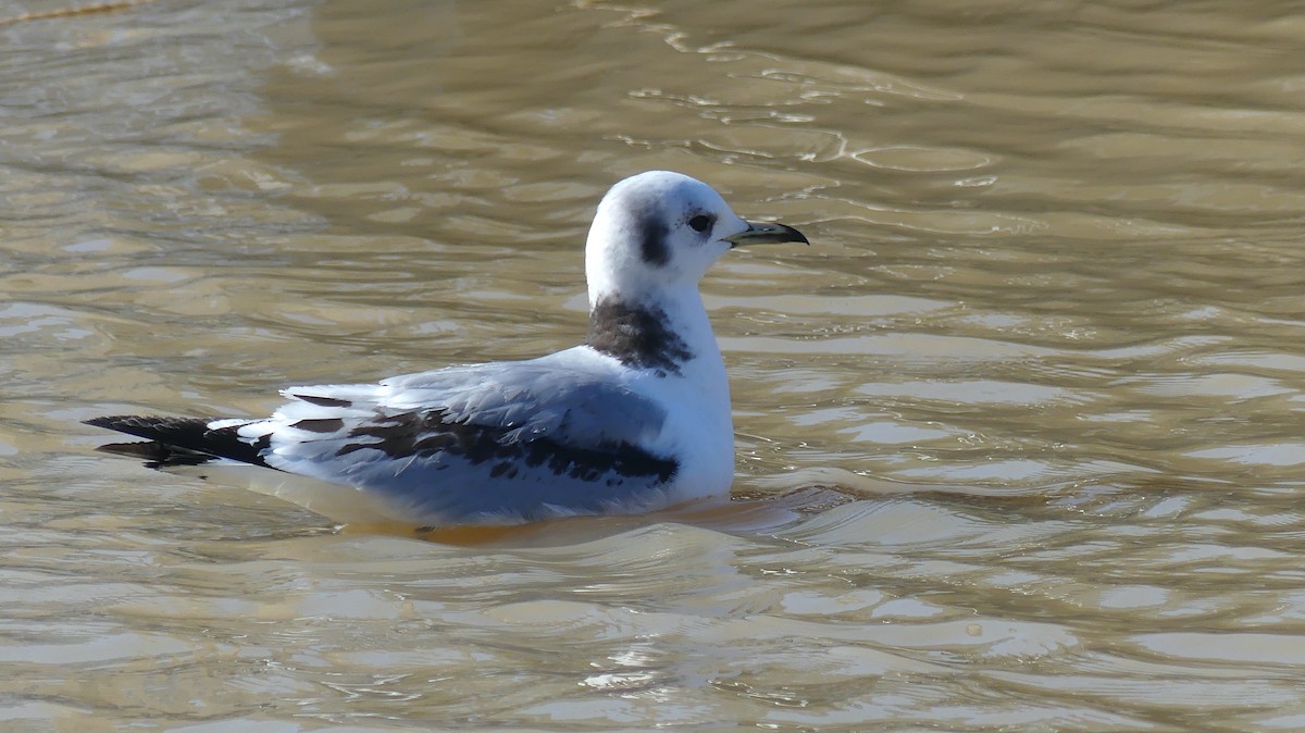 Mouette tridactyle - ML554010341