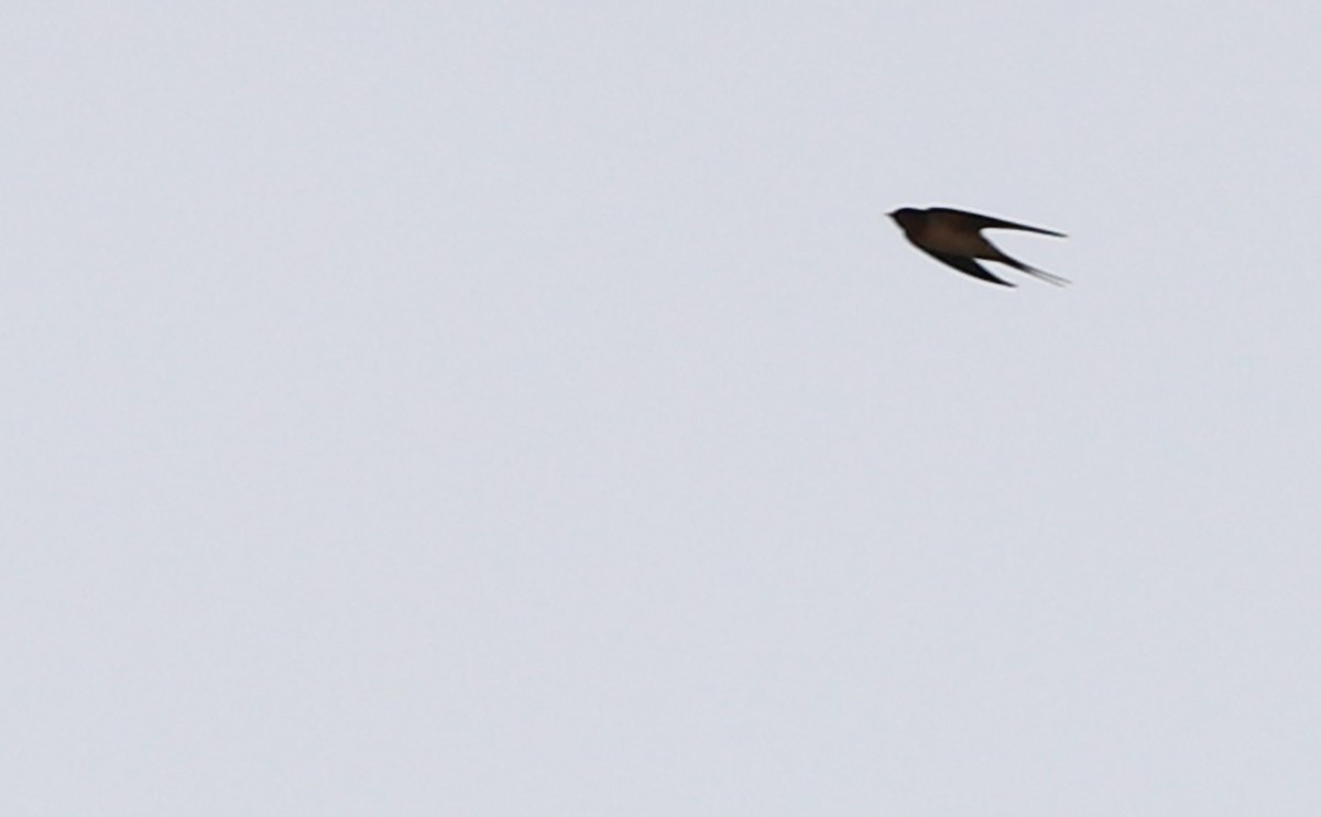 Barn Swallow (American) - ML554010711