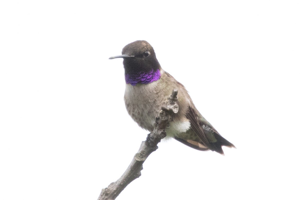 Black-chinned Hummingbird - ML55401111