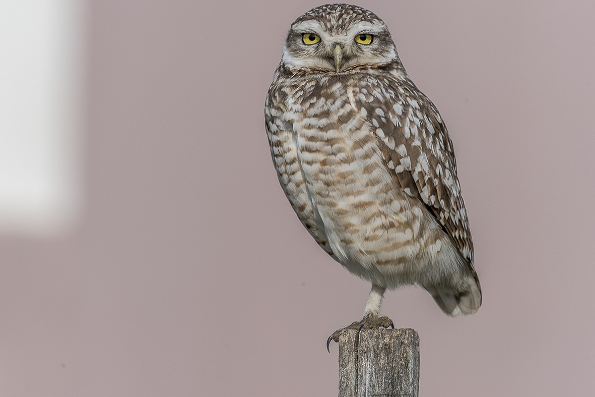 Burrowing Owl - ML554016101