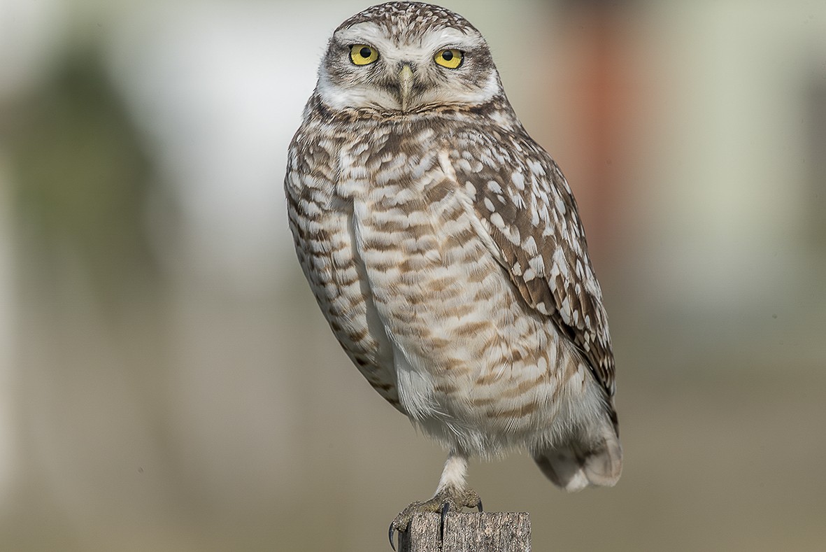 Burrowing Owl - ML554016111
