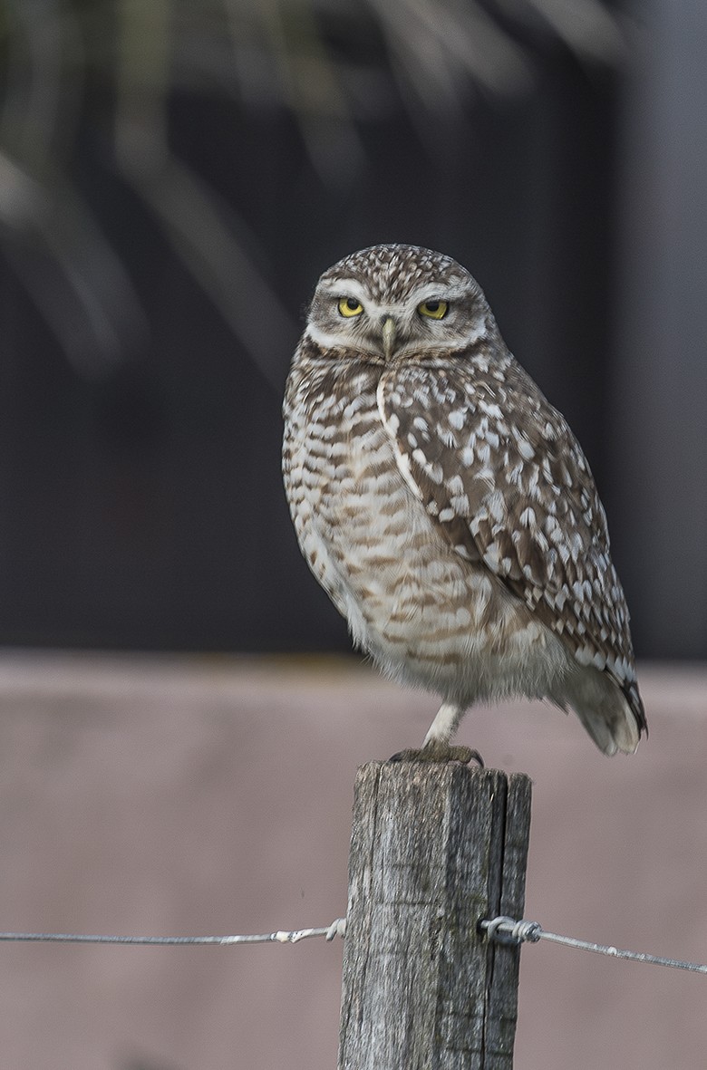 Burrowing Owl - ML554016131