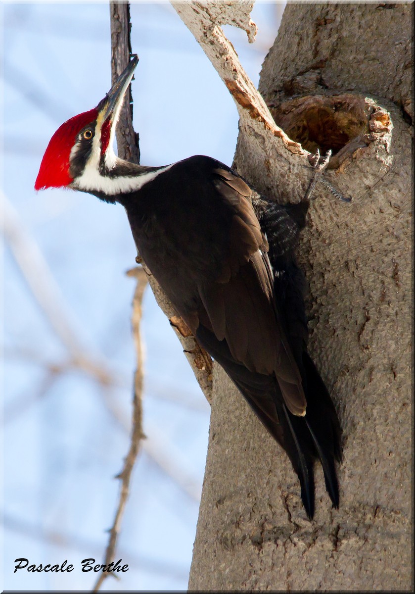 Pileated Woodpecker - ML554016401