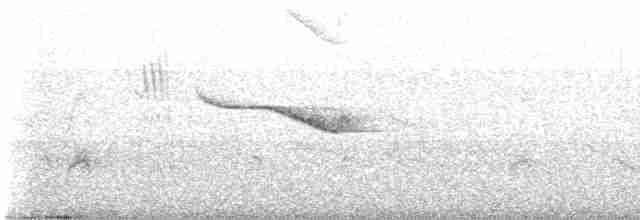 Breitspiegel-Nachtschwalbe - ML554019011