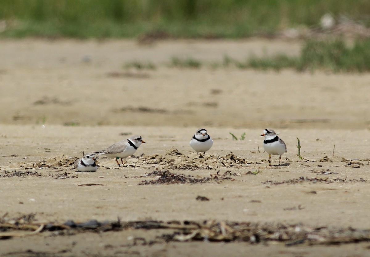 Piping Plover - ML55402201