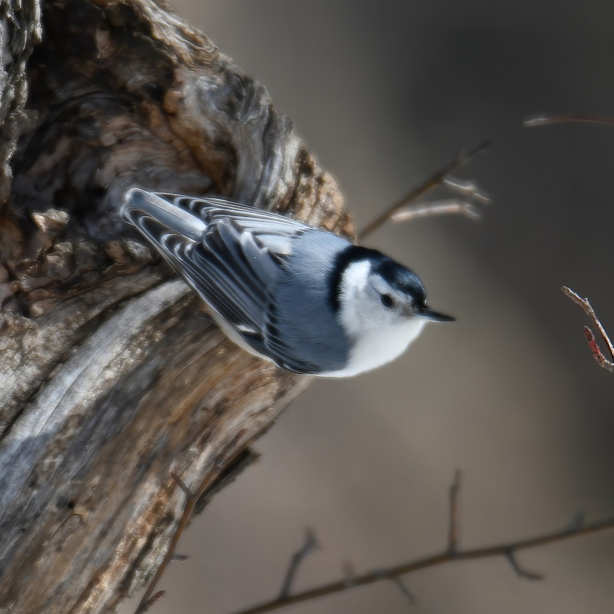 White-breasted Nuthatch - ML554022171