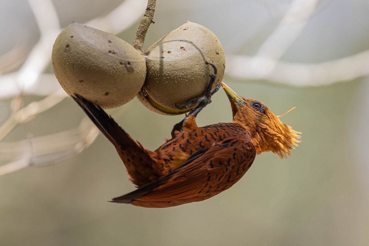 Chestnut-colored Woodpecker - ML554022241