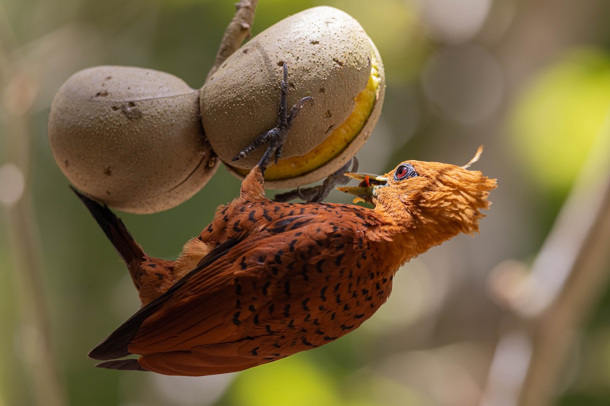 Chestnut-colored Woodpecker - ML554022281