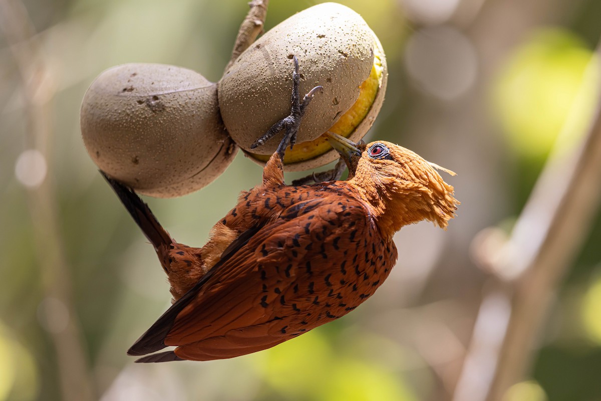 Chestnut-colored Woodpecker - ML554022301