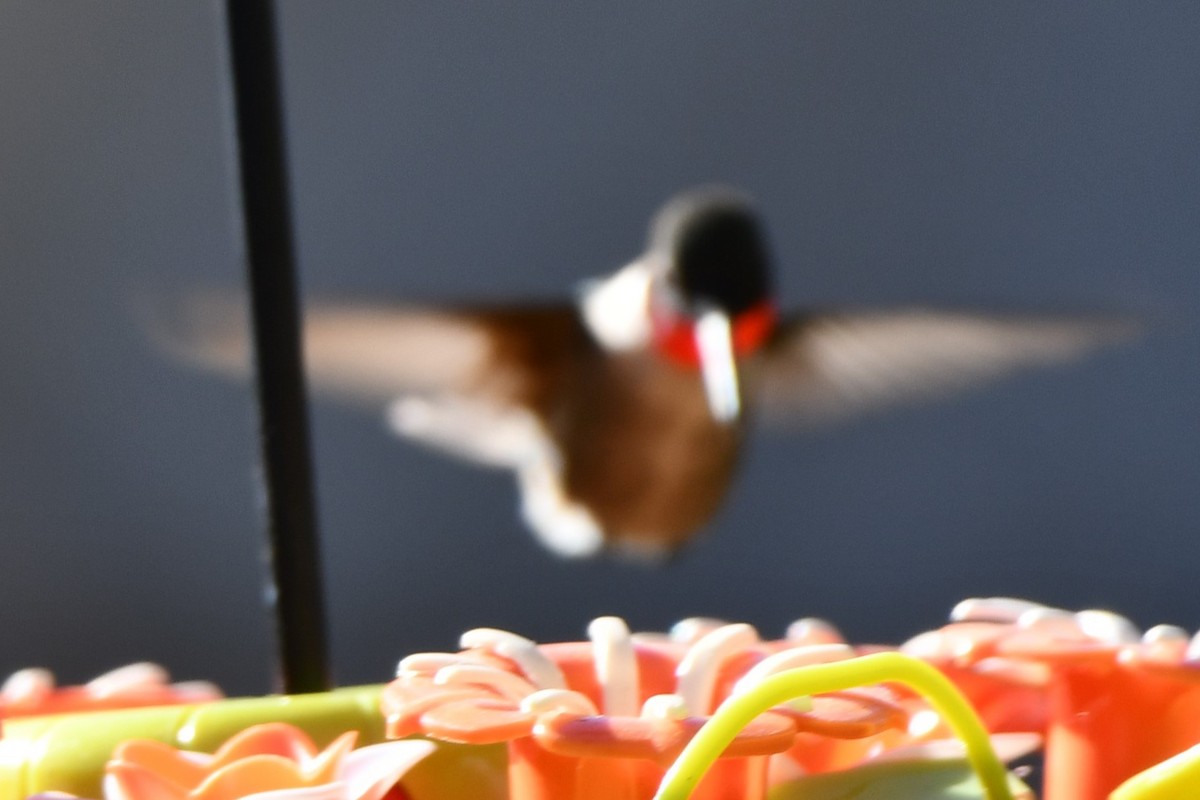 Ruby-throated Hummingbird - Carmen Ricer
