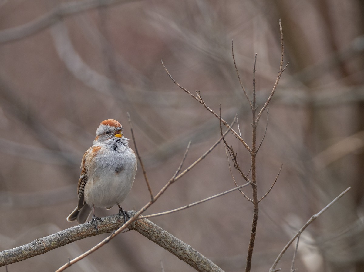 American Tree Sparrow - Matthew Sabourin
