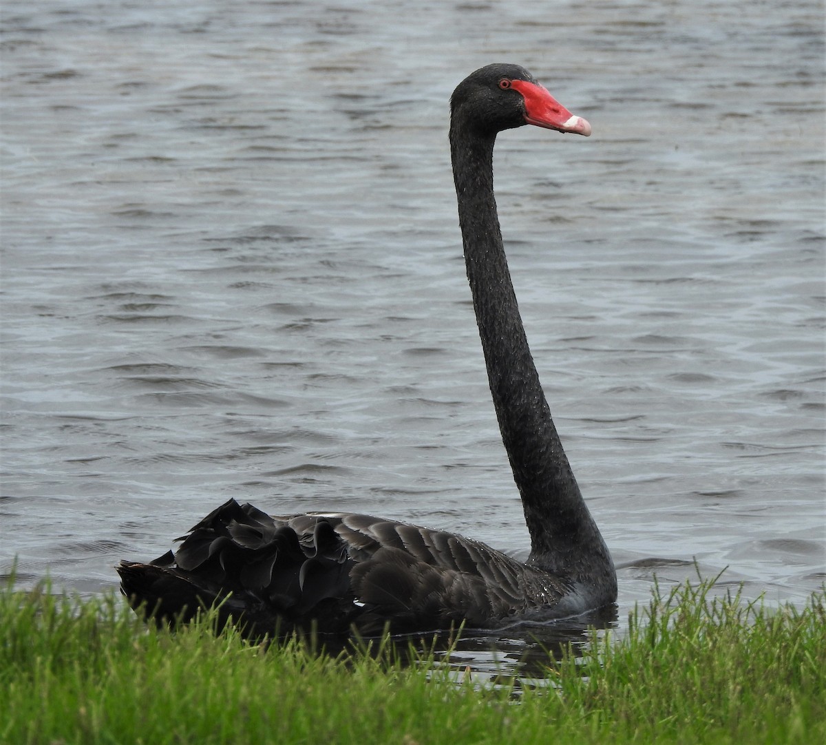 Black Swan - ML554029441