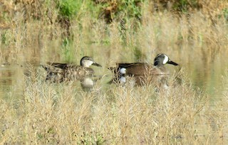 Blue-winged Teal, ML55403101