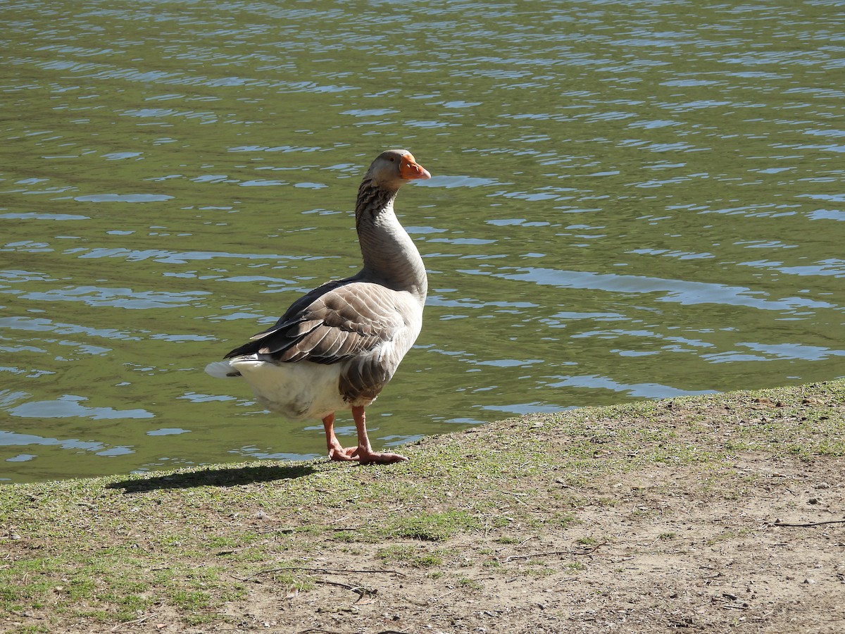 Graylag Goose (Domestic type) - ML554040691