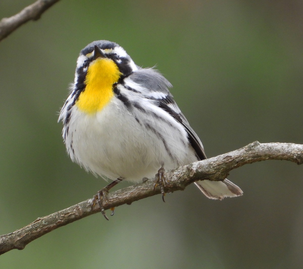 Yellow-throated Warbler - ML554044881
