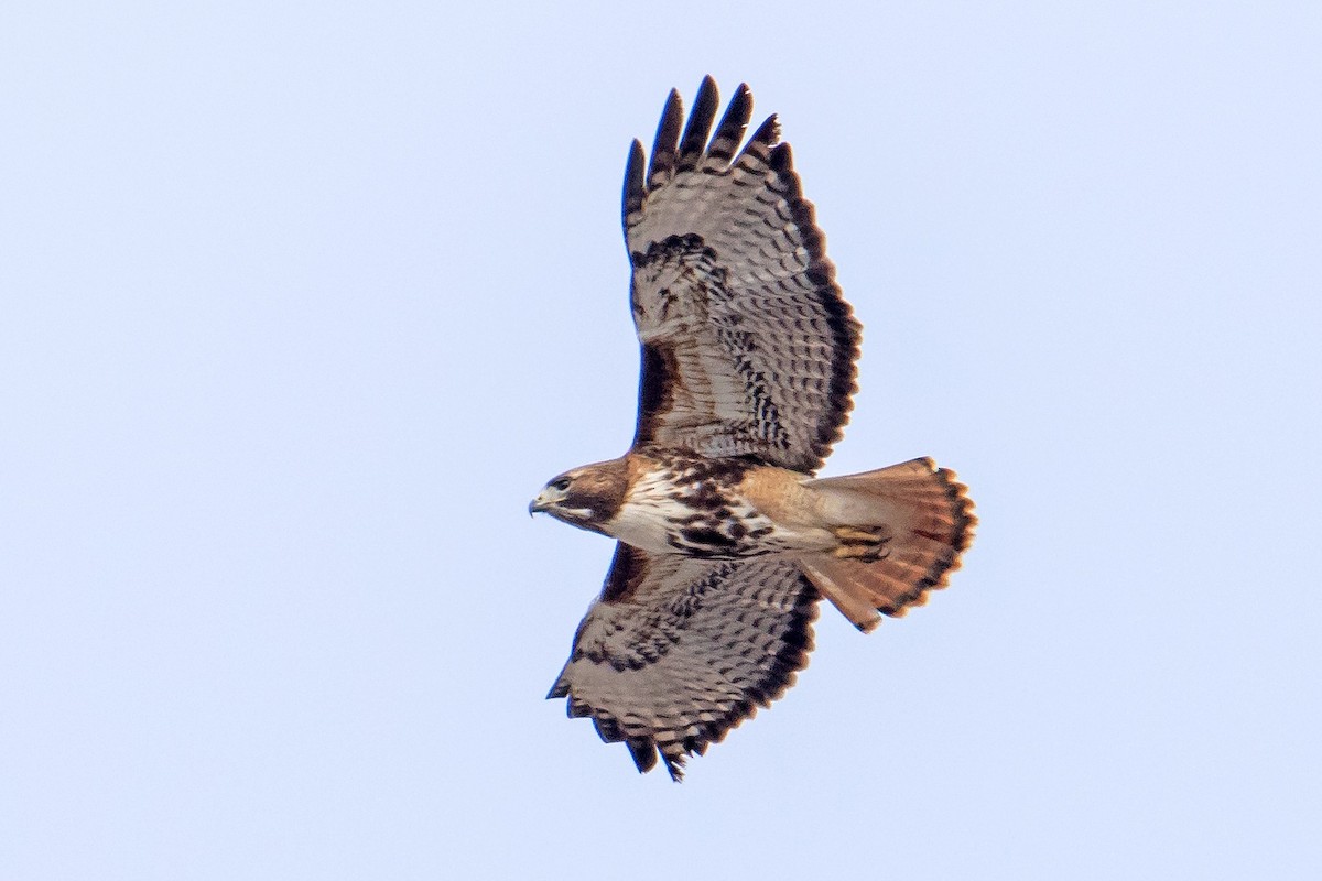 Red-tailed Hawk (abieticola) - ML554045901