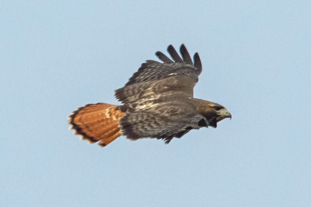 Red-tailed Hawk (abieticola) - ML554045941