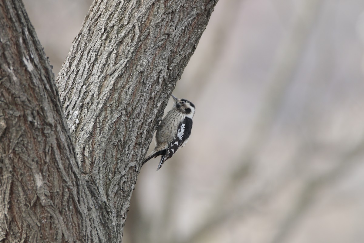 Gray-capped Pygmy Woodpecker - ML554047071