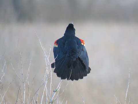 Red-Winged Blackbird (Agelaius phoeniceus) – Operation SPLASH (Stop  Polluting, Littering and Save Harbors)