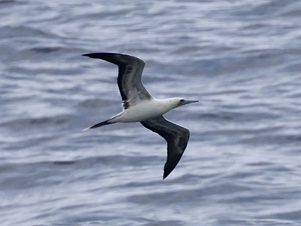 Red-footed Booby - ML554054861