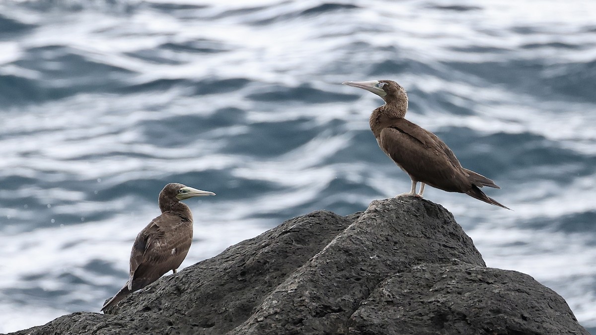 Brown Booby - ML554054961