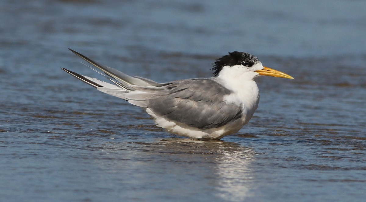 Great Crested Tern - ML55405851