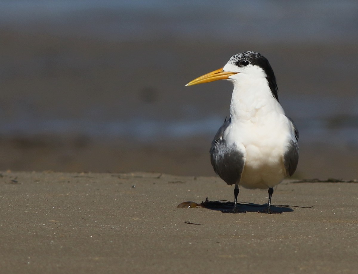 Great Crested Tern - ML55405861