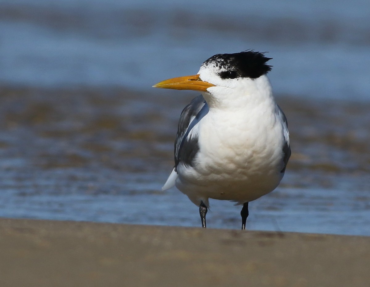 Great Crested Tern - ML55405871