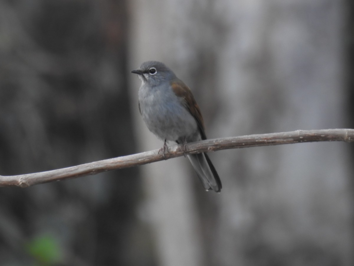 Brown-backed Solitaire - ML554061511