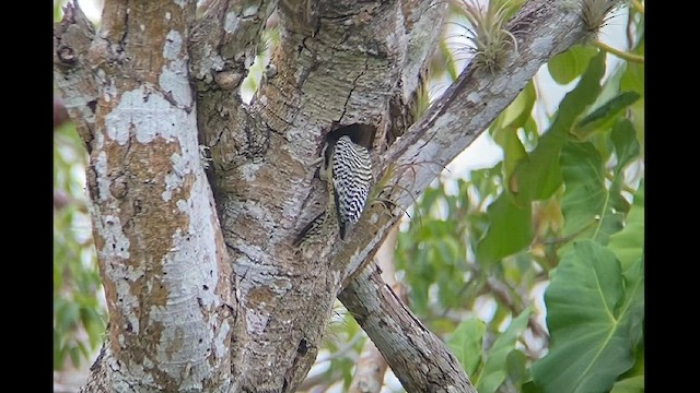 West Indian Woodpecker - ML554074341