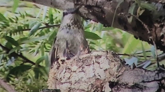 Anna's Hummingbird - ML554074731