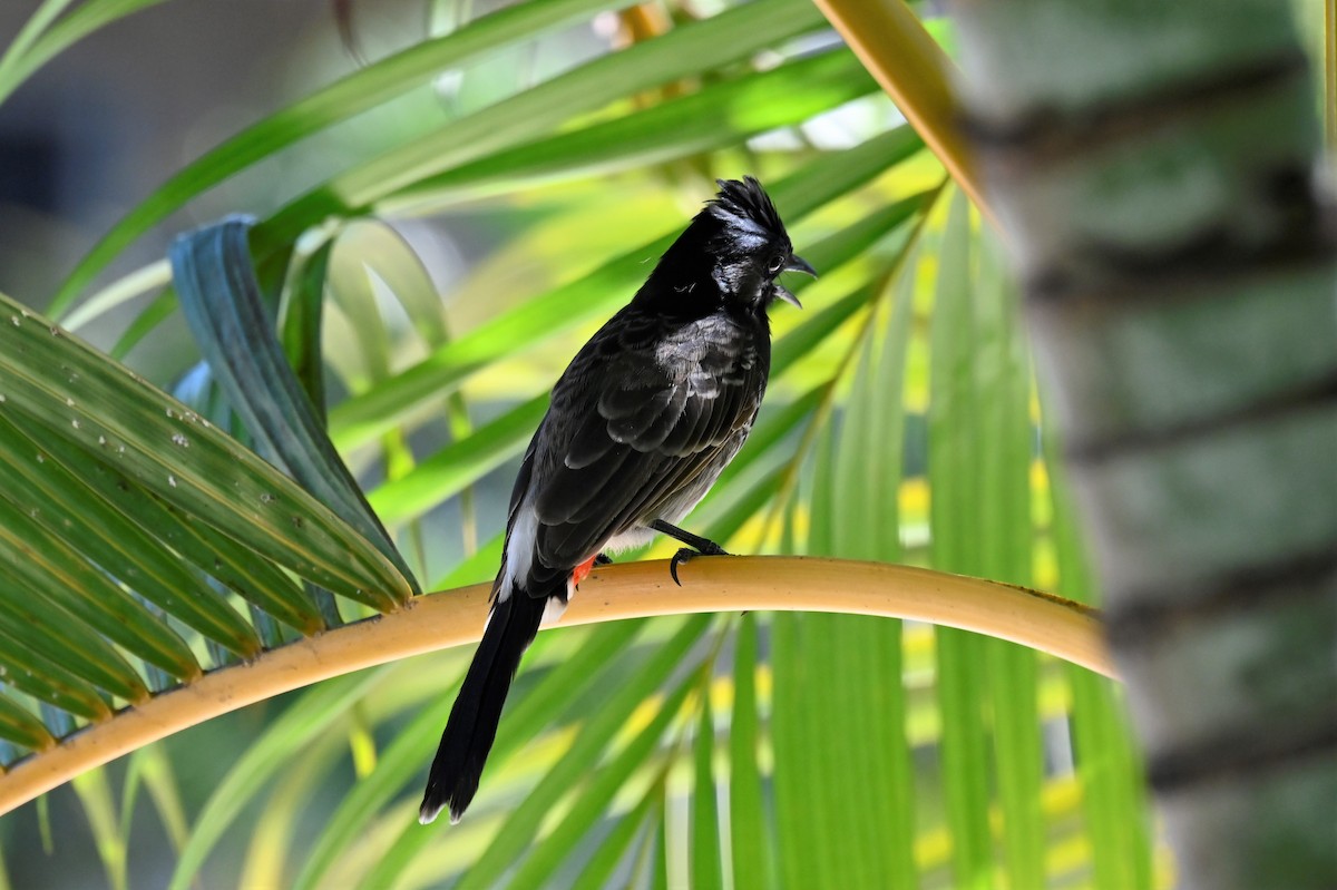 Red-vented Bulbul - ML554078041