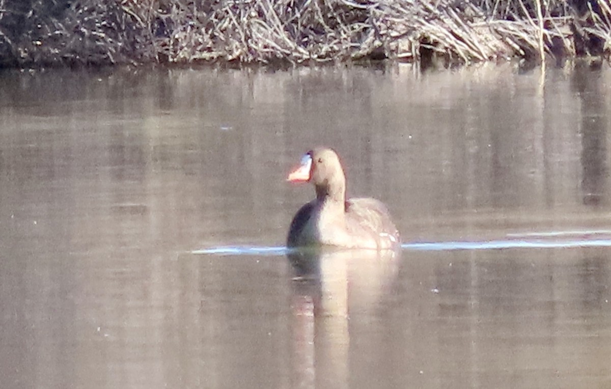 Greater White-fronted Goose - ML554079611