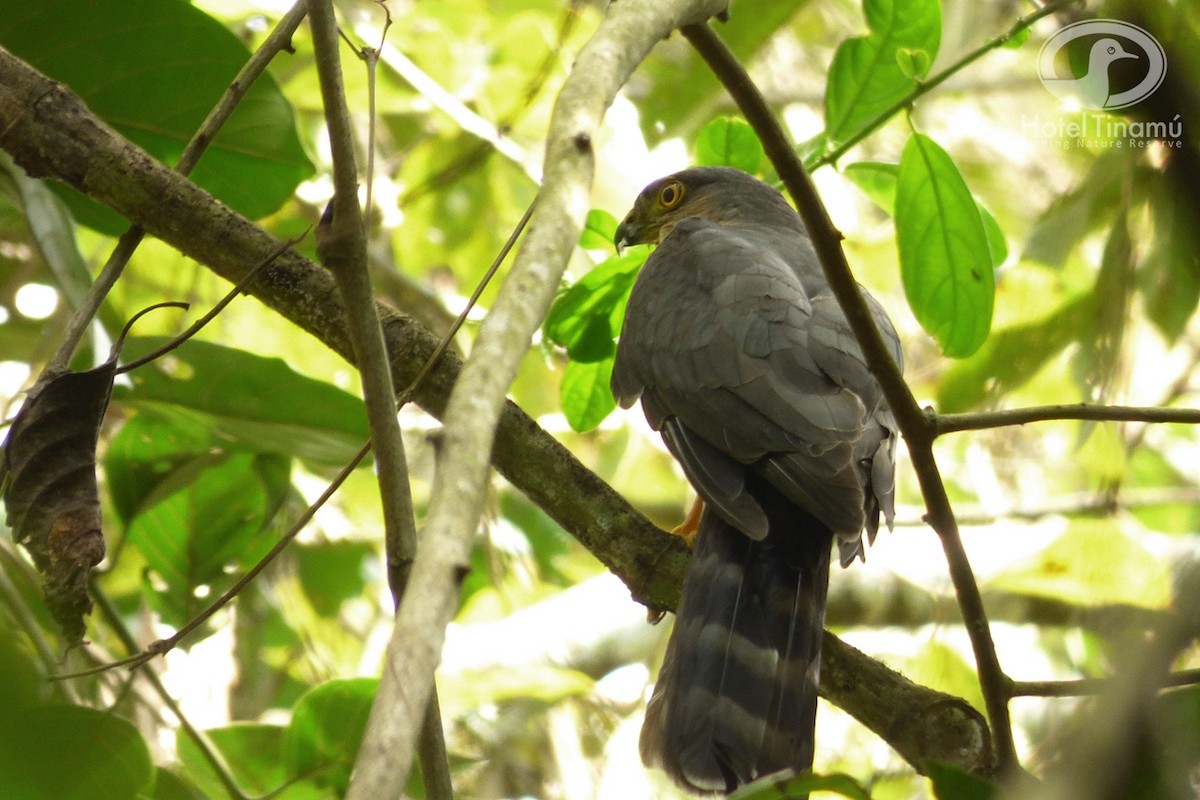 Sharp-shinned Hawk - Tinamú Birding Nature Reserve
