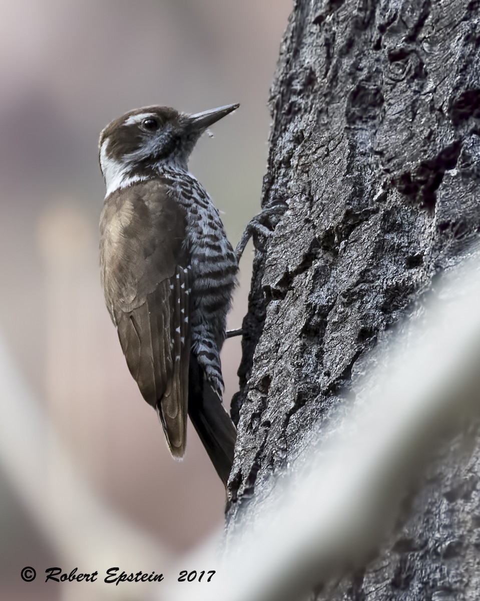 Arizona Woodpecker - Robert Epstein