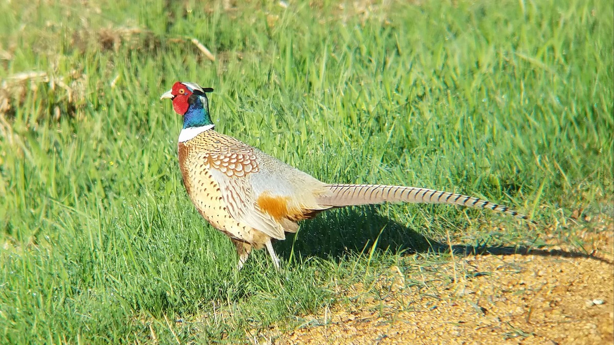 Ring-necked Pheasant - ML55409021