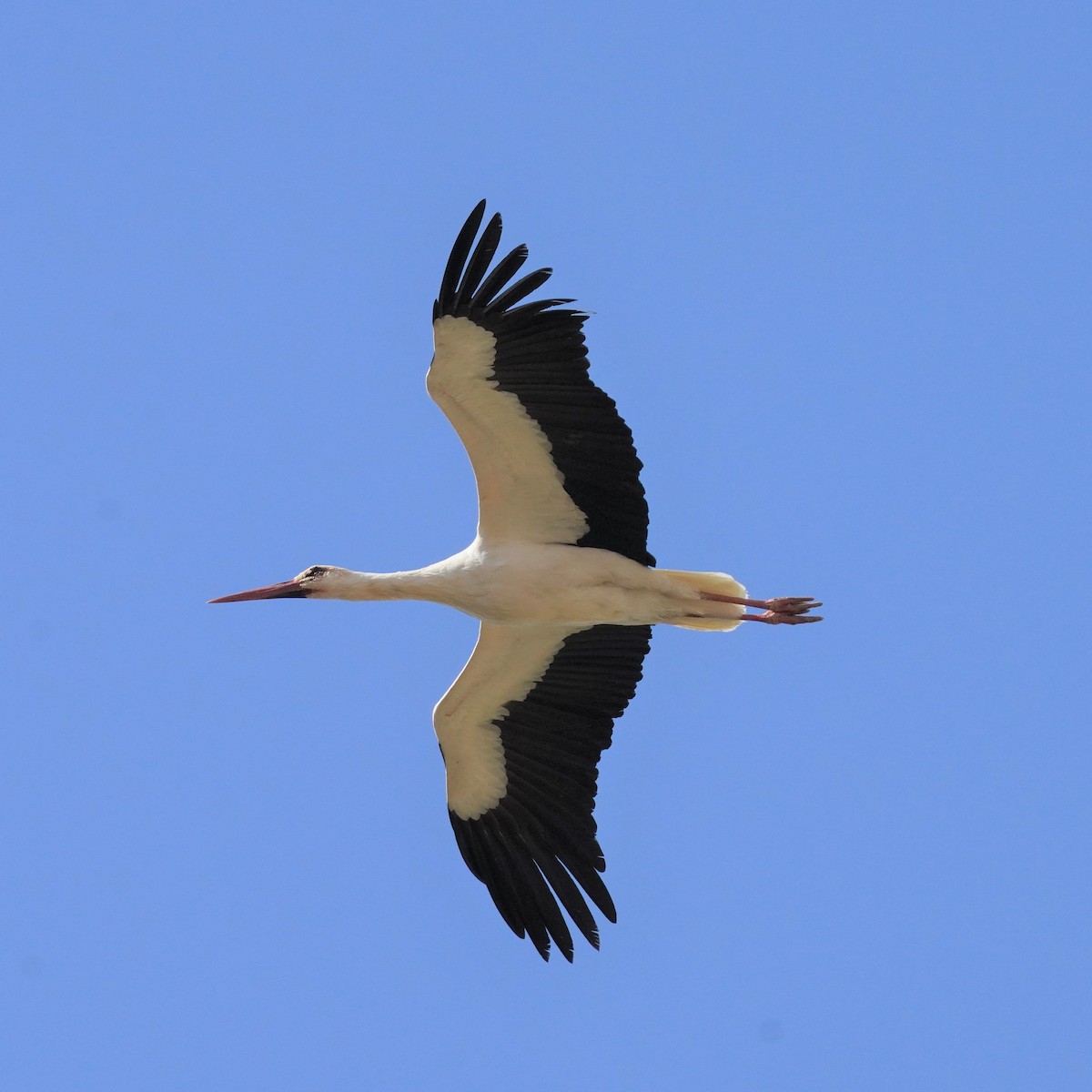 White Stork - Jörg Albert