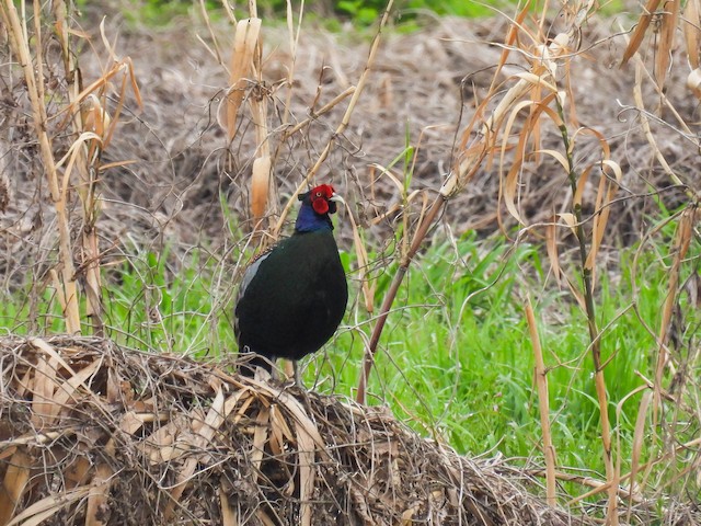 Cheer Pheasant - eBird