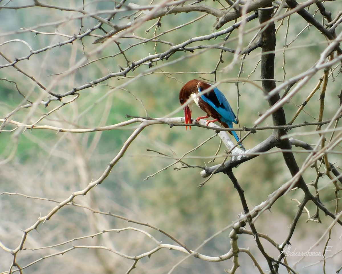 White-throated Kingfisher - Abdurrahmaan Farhan
