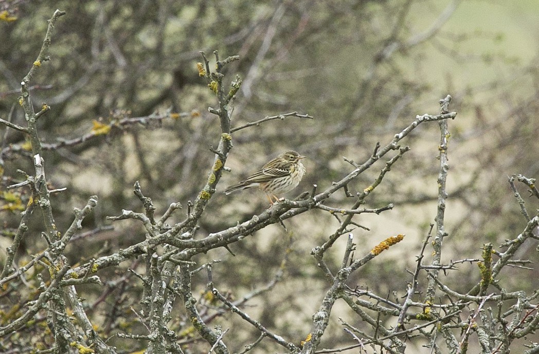 Meadow Pipit - ML554101541
