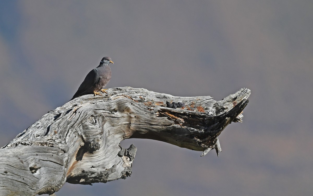 Band-tailed Pigeon - ML554104841