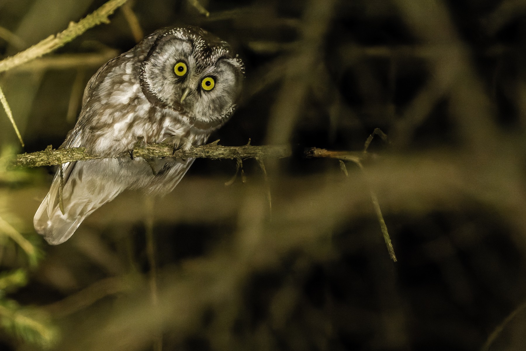 Boreal Owl (Tengmalm's) - Joachim Bertrands