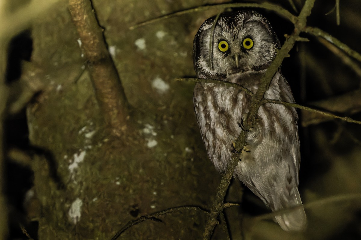 Boreal Owl (Tengmalm's) - Joachim Bertrands