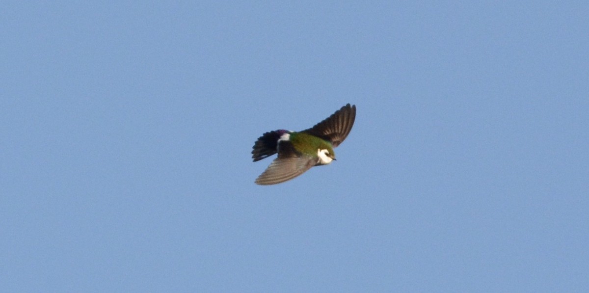 Violet-green Swallow - ML55410691