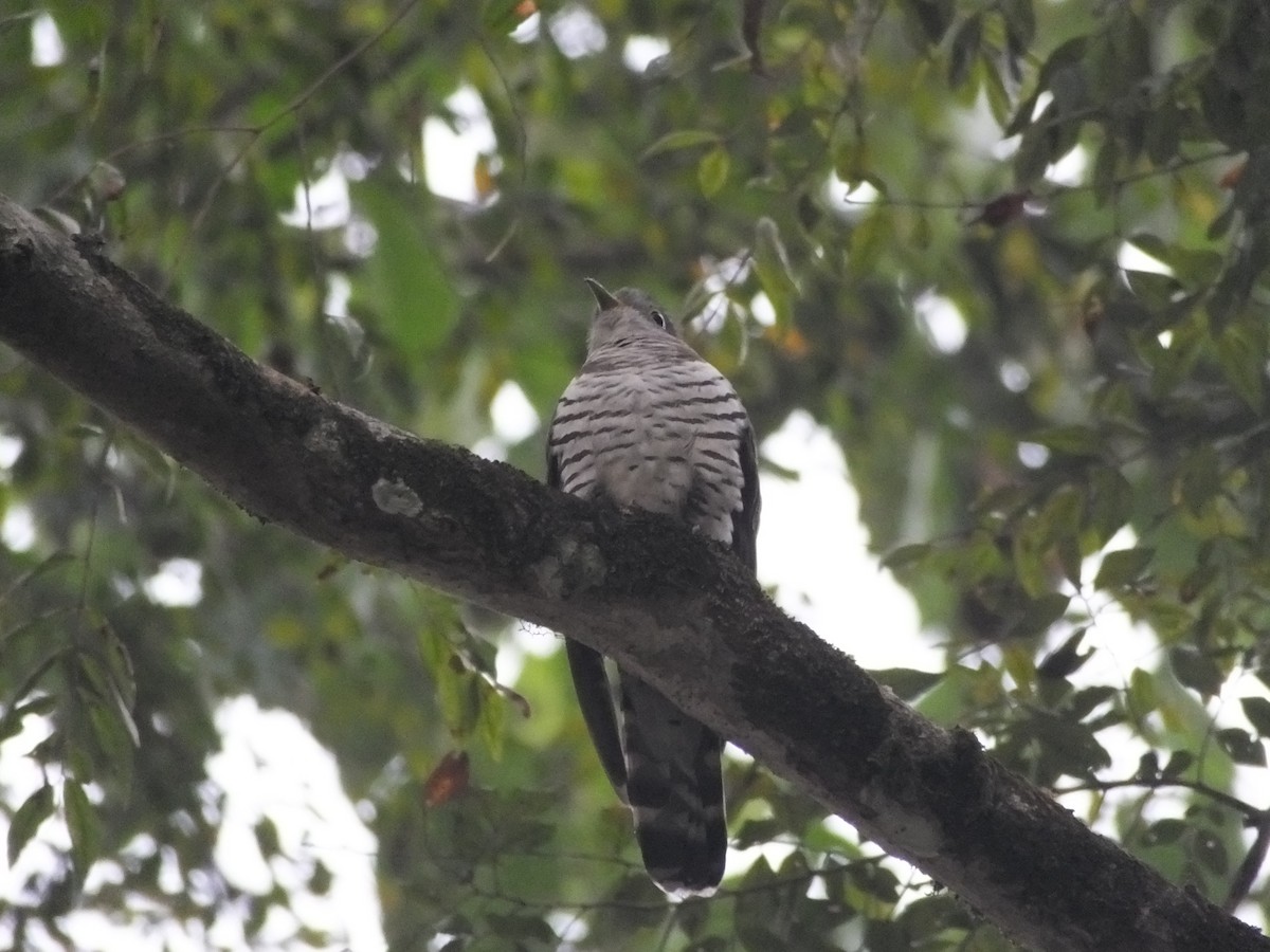 Indian Cuckoo - Panji Gusti Akbar