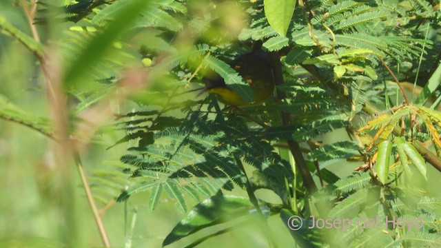 Olive-crowned Yellowthroat - ML554108861