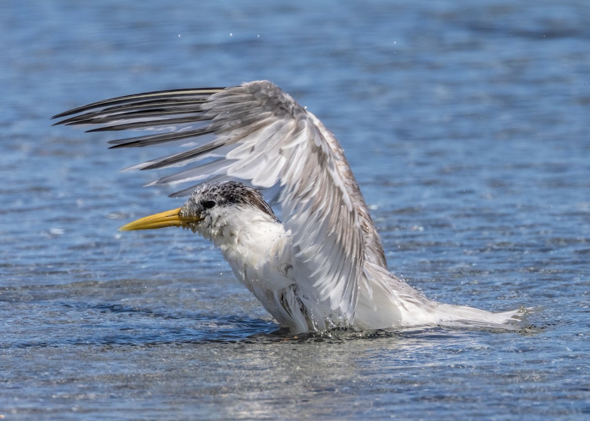 Great Crested Tern - ML554110531