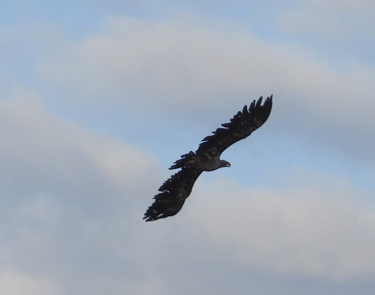 White-tailed Eagle - ML554111371