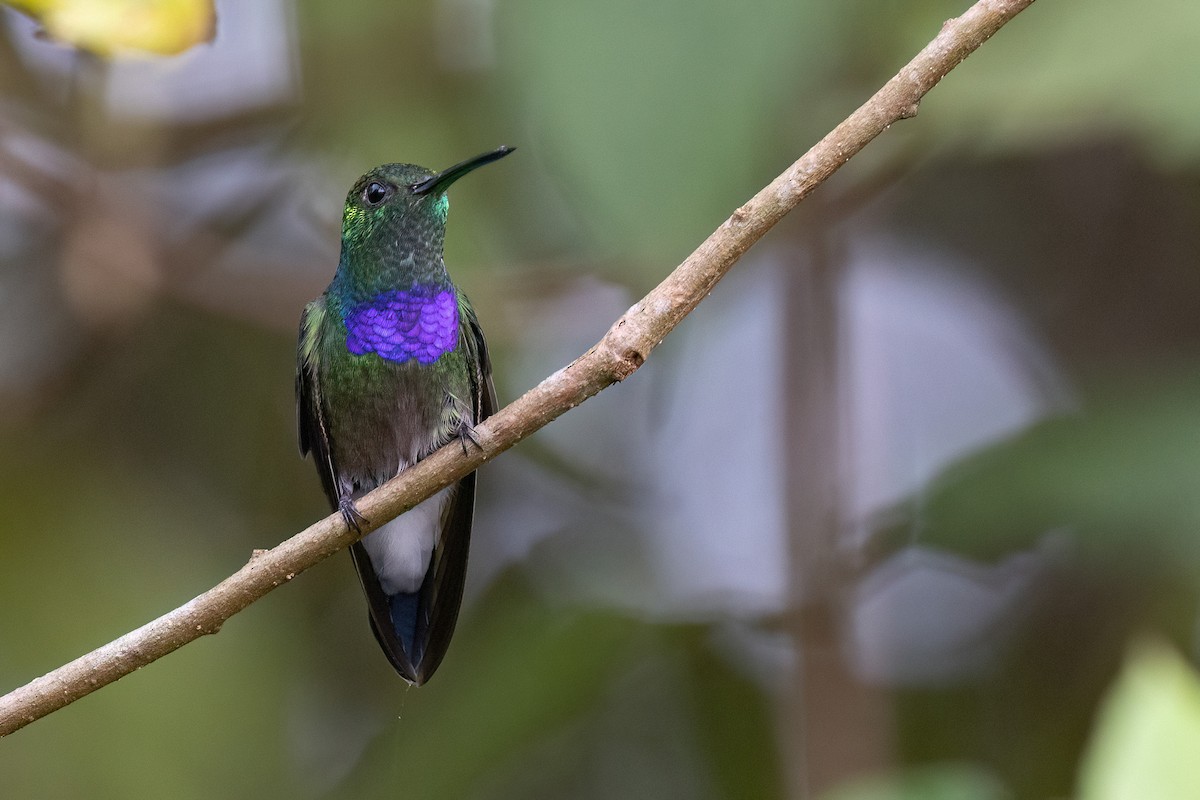 Purple-chested Hummingbird - ML554111671