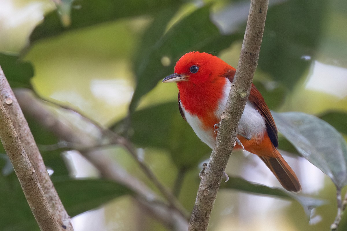 Scarlet-and-white Tanager - ML554111691